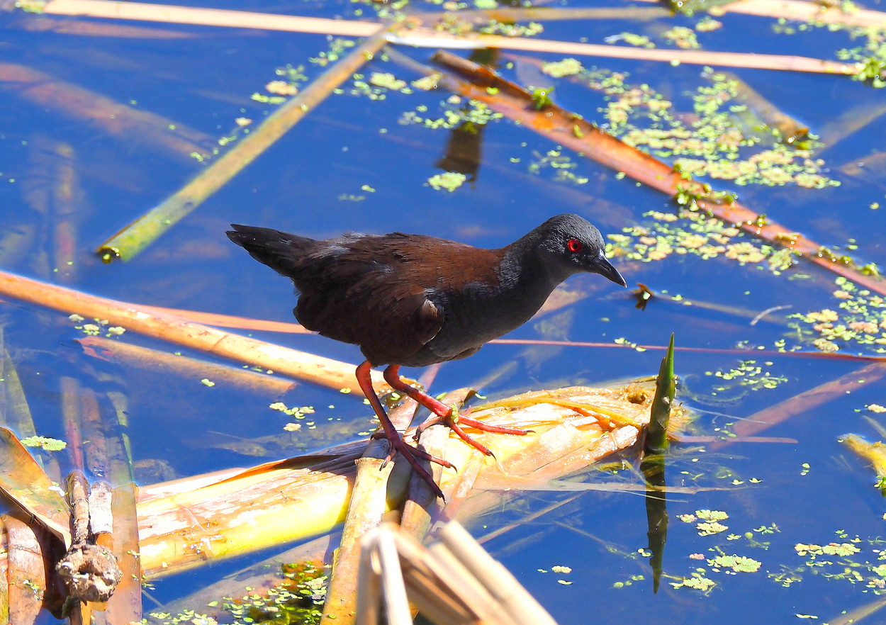 image Spotless Crake